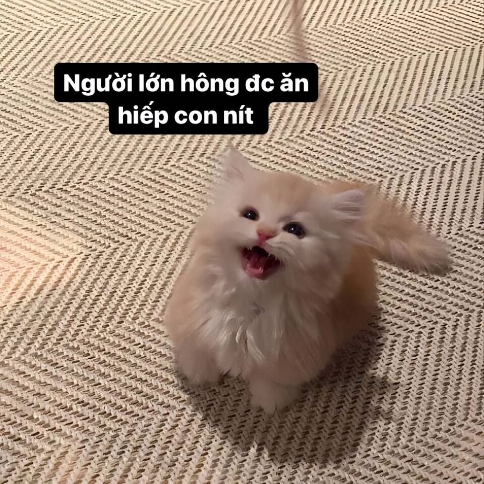 Meme hài về thể thao và vận động viên