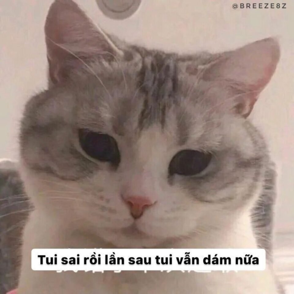 Meme hài về xe cộ và giao thông